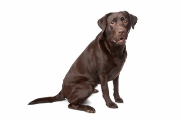 chocolate Labrador Retriever