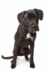 mixed breed dog, boxer/Labrador puppy