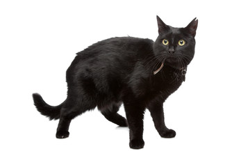 black cat