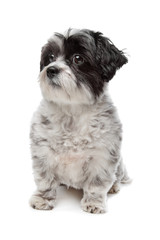 Maltese mix dog