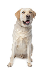 yellow Retriever Labrador dog