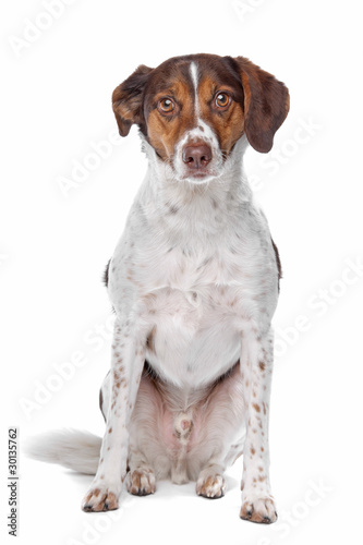 Mixed Breed Dog Border Collie Munsterlander Stock Photo And