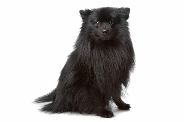 unknown mixed breed longhaired small black dog