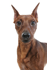 Miniature Pinscher.