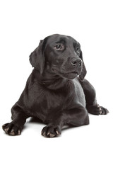 black labrador retriever