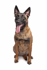 Belgian Belgian Shepherd Dog Malinois isolated on   white