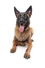 Belgian Belgian Shepherd Dog Malinois isolated on   white