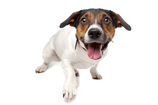 Jack Russel Terrier Isolated On A White Background