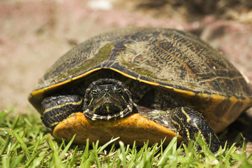 River Turtle Peeking Out
