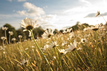 Beautiful marguerites in Summer time