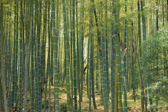 foresta di bambù 01