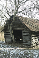 Tree in Barn