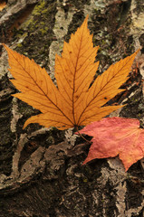 Otoño