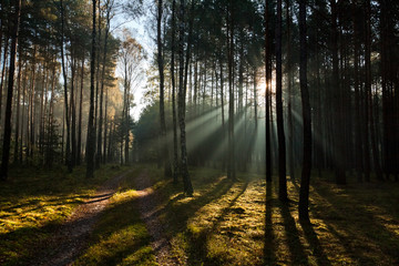 Obraz premium Misty old foggy forest