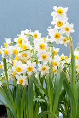 Crédence de cuisine en verre imprimé Narcisse daffodil