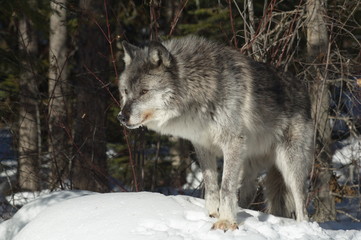 Gray Wolf
