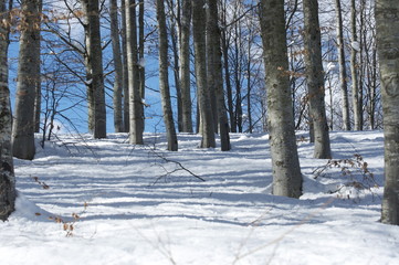 neve nel bosco
