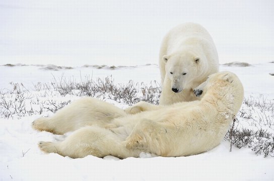 Two polar bears have a rest.