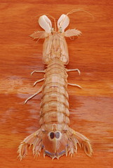CICALA DI MARE