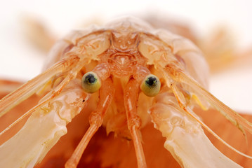 CICALA DI MARE 4