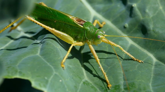 Grasshopper on the leaf of cabagge