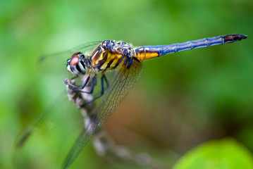 Blue Dasher