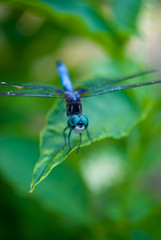Blue Dasher