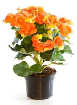 Blossoming plant of begonia in flowerpot isolated on white.