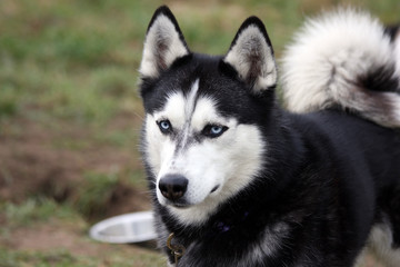 close up of a siberian husky