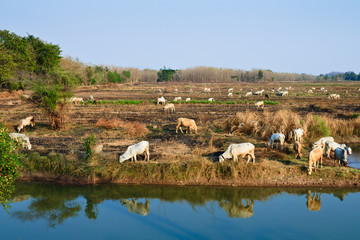 Cow cattle in the paddy with canal foreground