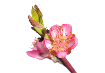 peach blossom