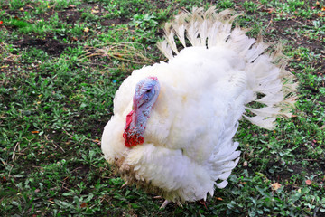 close-up one white male turkey on grass