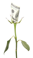 Obraz premium Flower of the American dollar