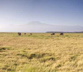 Fototapeta na wymiar Amboseli National Park