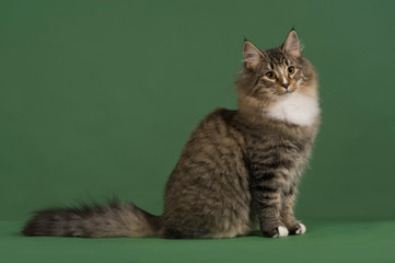 Obraz premium gatto7