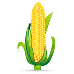 Fresh Corn