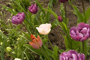 Fototapeta premium Tulpenbeet