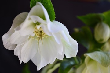 Obraz premium クリスマスローズのアップ