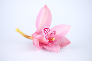 orchid isolated