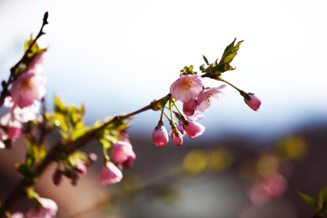 pink sacura