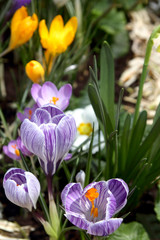 crocuses