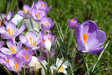 crocuses