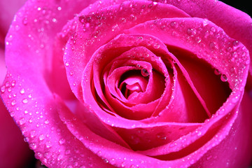 Panele Szklane Podświetlane  różowa róża