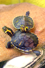 Tortugas acuaticas