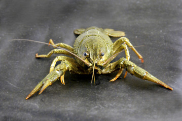 Crawfish