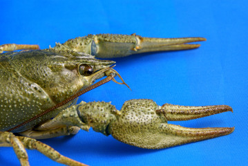Crawfish