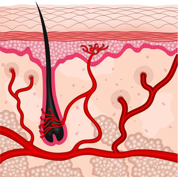 human skin cells