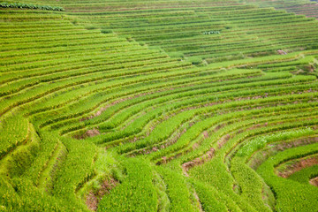 Rice Terraces