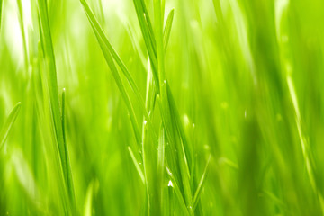 grass background