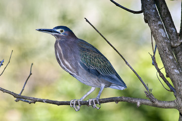 Tricolored Heron (Egretta tricolor)